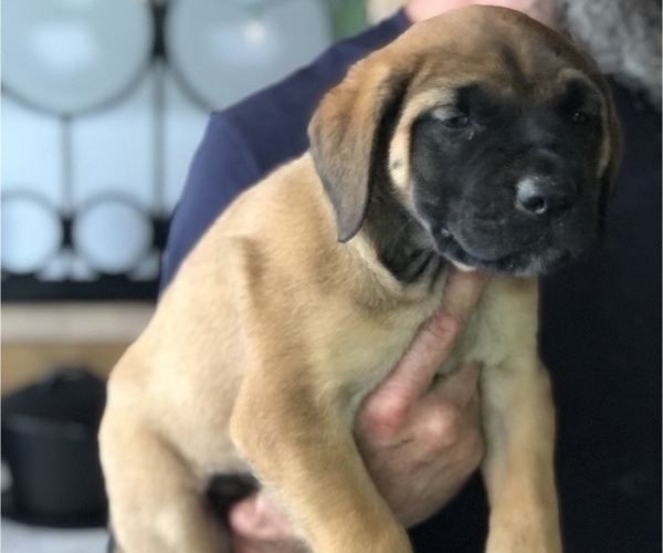 Medium Photo #4 Mastiff Puppy For Sale in BRANTLEY, AL, USA