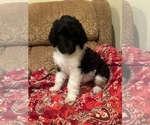 Small #3 Goldendoodle
