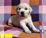 Small Photo #33 Golden Retriever Puppy For Sale in AIKEN, SC, USA