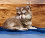 Small #4 Pomsky