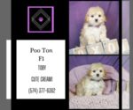 Small Photo #8 Poo-Ton Puppy For Sale in WARSAW, IN, USA