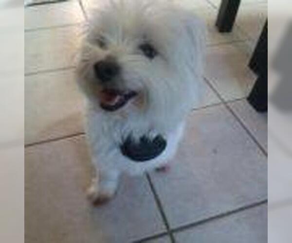 Medium Photo #2 Maltese-Unknown Mix Puppy For Sale in Rockwall, TX, USA