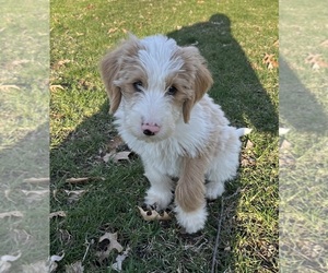 Miniature Labradoodle Puppy for sale in ISLE, MN, USA