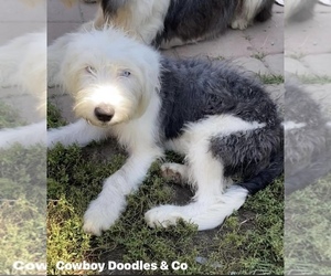 Old English Sheepdog Puppy for sale in BROADWAY, NC, USA