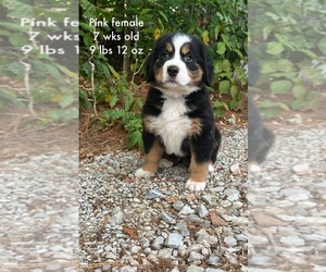 Bernese Mountain Dog Puppy for sale in BEDFORD, IN, USA