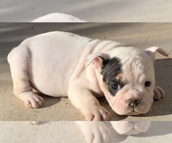 Medium Photo #2 Bulldog Puppy For Sale in VICTORVILLE, CA, USA