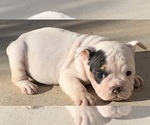 Small #1 Bulldog