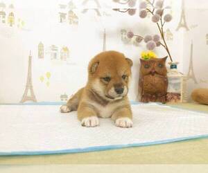 Shiba Inu Puppy for sale in BERKELEY, CA, USA