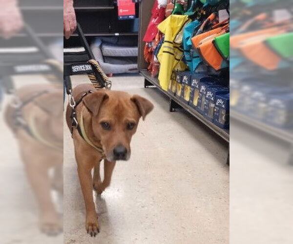 Medium Photo #3 Labrador Retriever-Unknown Mix Puppy For Sale in San Antonio, TX, USA