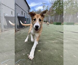 Collie Dogs for adoption in garner, NC, USA