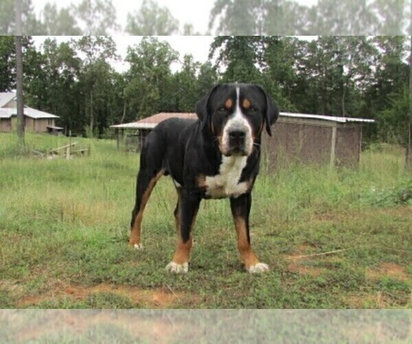 Medium Photo #1 Greater Swiss Mountain Dog Puppy For Sale in CLINTON, AR, USA