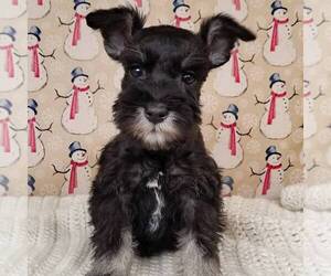 Schnauzer (Miniature) Puppy for sale in MILLERSBG, PA, USA