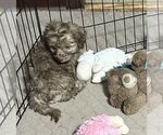 Max - Male Shih-Poo Puppy for Sale - Photo #3