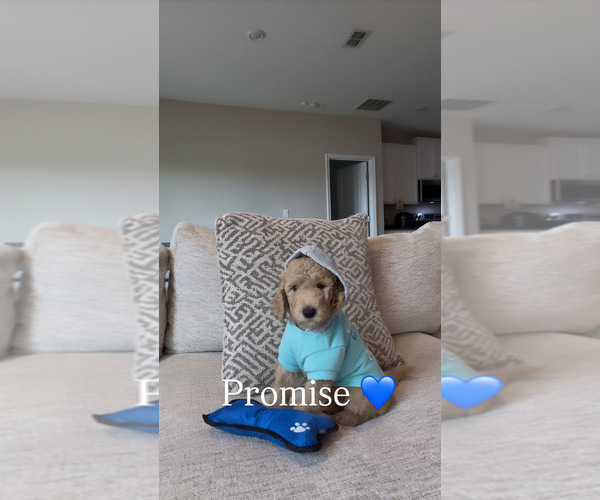 Medium Photo #19 Goldendoodle Puppy For Sale in JACKSONVILLE, FL, USA