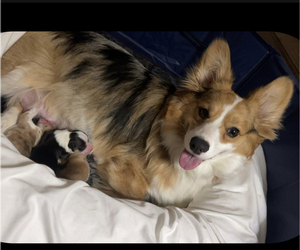 Mother of the Pembroke Welsh Corgi puppies born on 01/26/2024