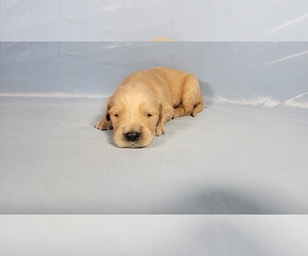 Medium Photo #8 Golden Retriever Puppy For Sale in FALCON, CO, USA