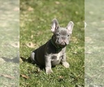 Puppy Puppy 2 French Bulldog