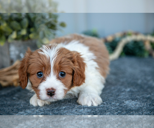 Medium Photo #3 Cavapoo Puppy For Sale in WOLCOTTVILLE, IN, USA