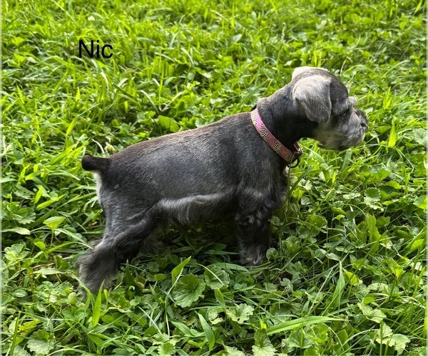 Medium Photo #2 Schnauzer (Miniature) Puppy For Sale in DELAFIELD, WI, USA