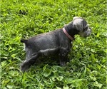 Puppy Nic Schnauzer (Miniature)