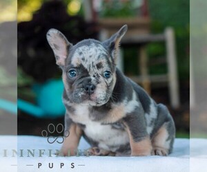 French Bulldog Puppy for sale in LITITZ, PA, USA