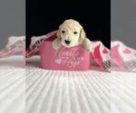 Small Photo #5 Goldendoodle Puppy For Sale in HOPE MILLS, NC, USA