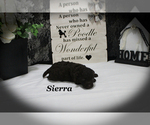 Small #7 Poodle (Toy)