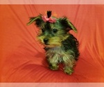 Small Photo #4 Yorkshire Terrier Puppy For Sale in WHITTIER, CA, USA