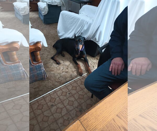 Medium Photo #5 Doberman Pinscher-Unknown Mix Puppy For Sale in New London, WI, USA