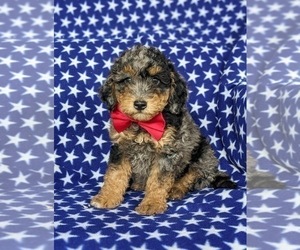 Aussiedoodle Miniature Puppy for sale in OXFORD, PA, USA