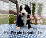Small #4 Bernedoodle