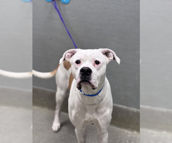 Medium Photo #1 Boxer-Unknown Mix Puppy For Sale in Las Vegas, NV, USA