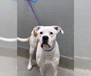 Boxer-Unknown Mix Dogs for adoption in Las Vegas, NV, USA