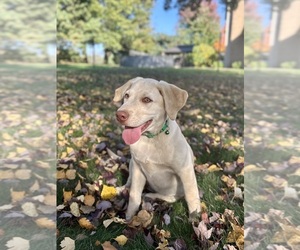 Labrador Retriever Puppy for Sale in FREDERICKSBG, Ohio USA