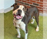 Small American Pit Bull Terrier