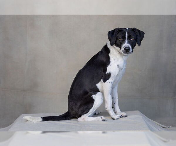 Medium Photo #1 Beagle-Unknown Mix Puppy For Sale in Jackson, CA, USA