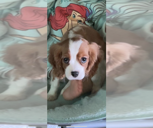Cavalier King Charles Spaniel Puppy for sale in KINGSTON, OH, USA