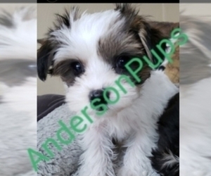Snorkie Puppy for sale in FINCASTLE, VA, USA