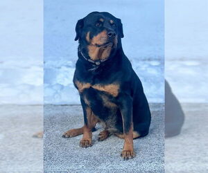 Rottweiler Dogs for adoption in Westminster, MD, USA