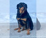 Small Rottweiler