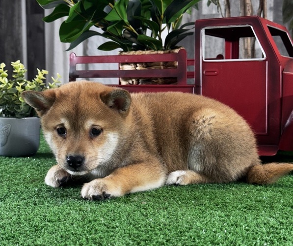 Medium Photo #2 Shiba Inu Puppy For Sale in CANOGA, NY, USA