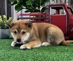 Small #1 Shiba Inu