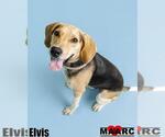 Small #12 Mutt