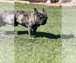 Puppy Kobe French Bulldog
