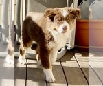 Small Photo #11 Australian Shepherd Puppy For Sale in COLORADO SPRINGS, CO, USA