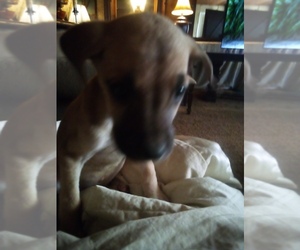 Great Dane Puppy for sale in SHELDON, IL, USA