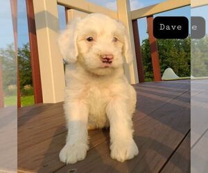 Bernedoodle-Poodle (Miniature) Mix Puppy for sale in FORT PLAIN, NY, USA