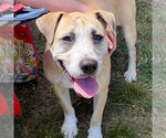 Small #15 Labrador Retriever Mix