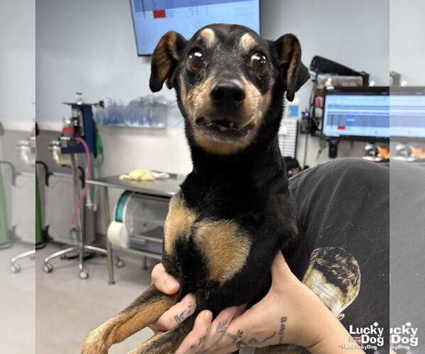 Medium Photo #3 Miniature Pinscher-Unknown Mix Puppy For Sale in Washington, DC, USA