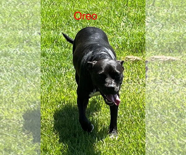 Medium Photo #5 American Pit Bull Terrier-Unknown Mix Puppy For Sale in Farmerville, LA, USA
